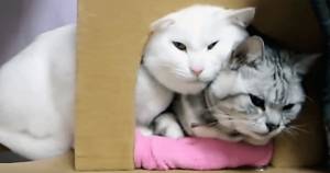 意見を押し付けてくる人