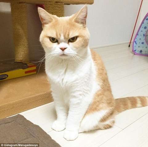 意見を押し付けてくる人