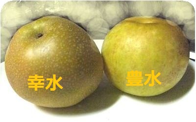 香水のポスターを貼るトピ