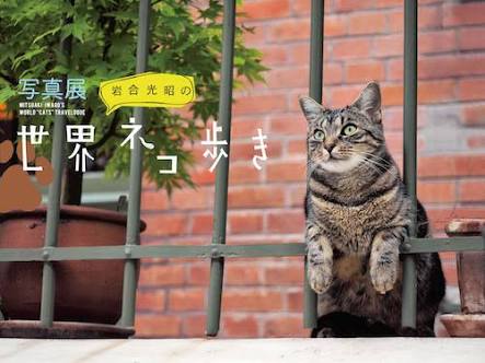 ほっこりする番組