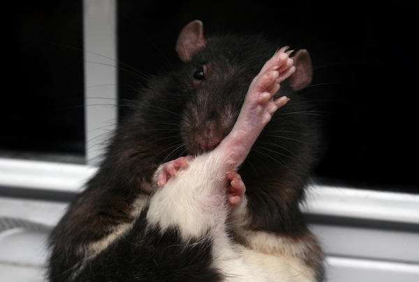 「よっ!」て言ってそうな画像ください