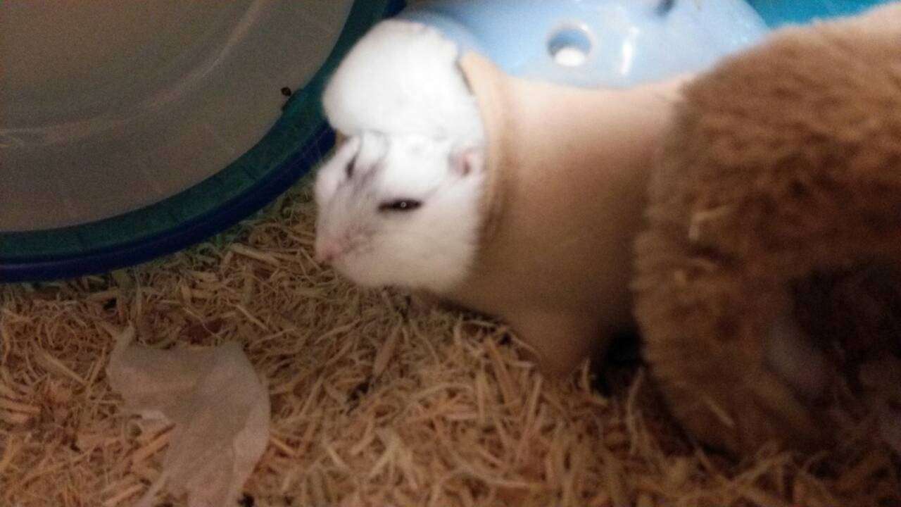 「よっ!」て言ってそうな画像ください