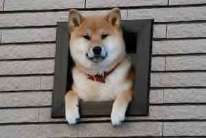 「よっ!」て言ってそうな画像ください