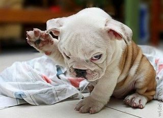 「よっ!」て言ってそうな画像ください