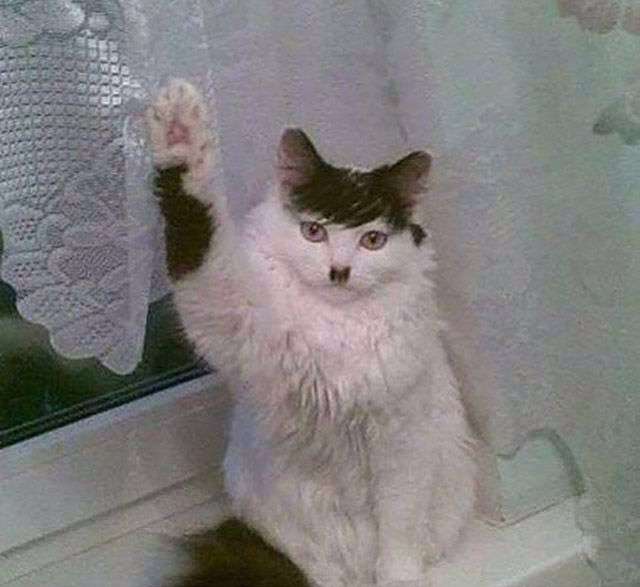 「よっ!」て言ってそうな画像ください