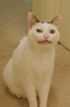 「よっ!」て言ってそうな画像ください