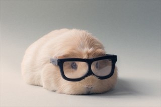 モルモット飼い主さん集合!