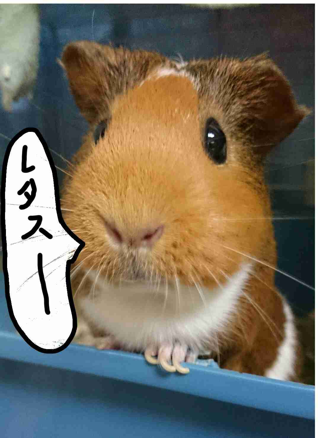 モルモット飼い主さん集合!