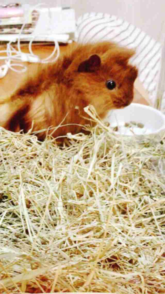 モルモット飼い主さん集合!
