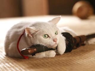 『猫侍』 好きな人