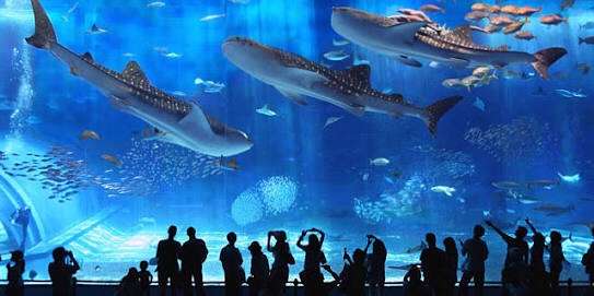 沖縄のオススメ