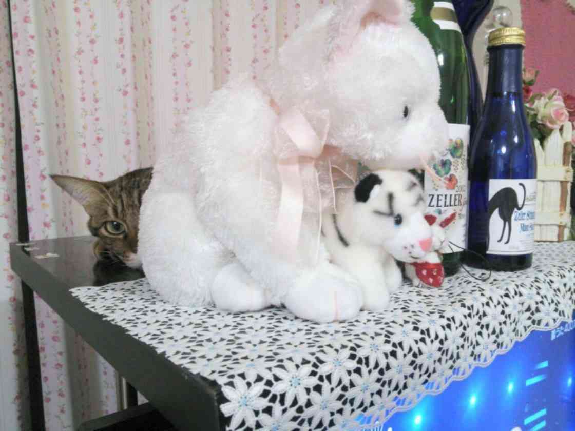 チラ見している画像を貼るトピ