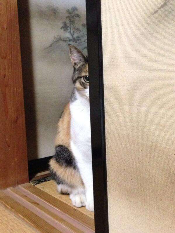 チラ見している画像を貼るトピ