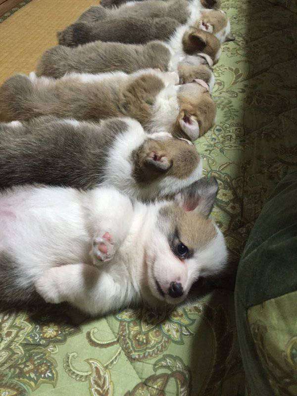 チラ見している画像を貼るトピ