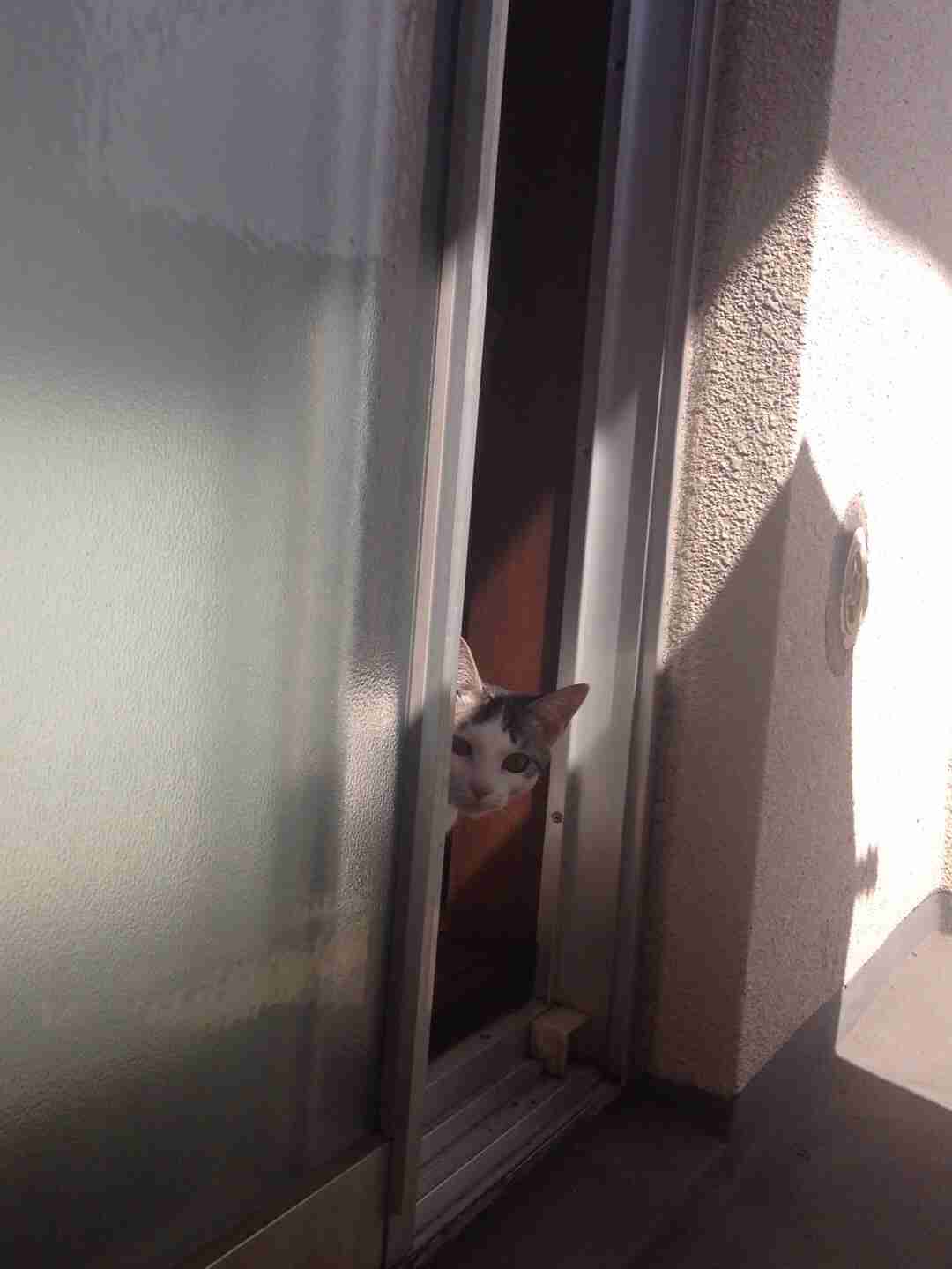 チラ見している画像を貼るトピ