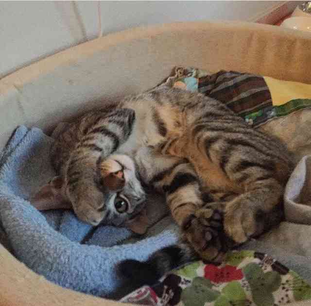 チラ見している画像を貼るトピ