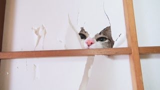 チラ見している画像を貼るトピ