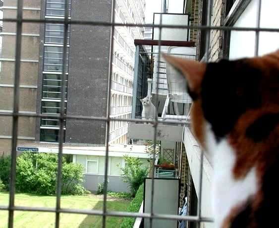 チラ見している画像を貼るトピ