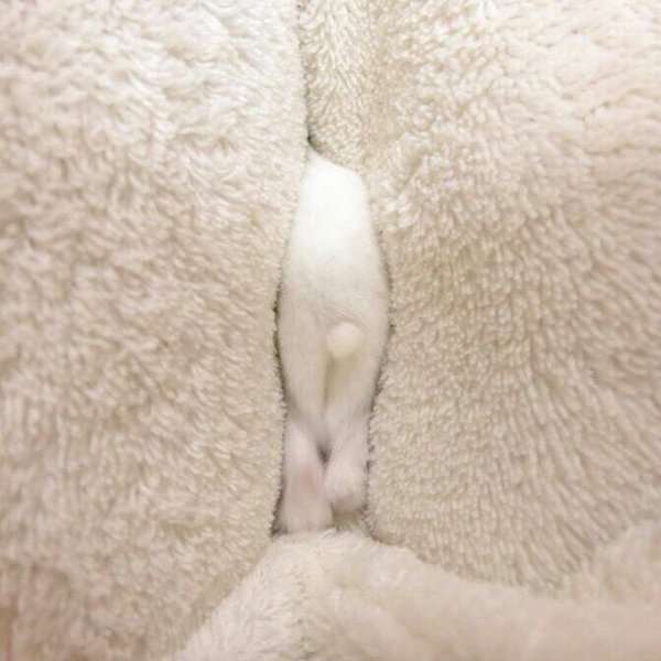 【画像】動物が隠れている画像を下さい
