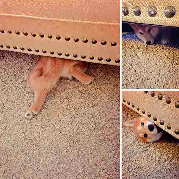 【画像】動物が隠れている画像を下さい