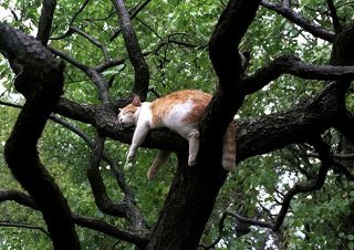 【画像】動物が隠れている画像を下さい