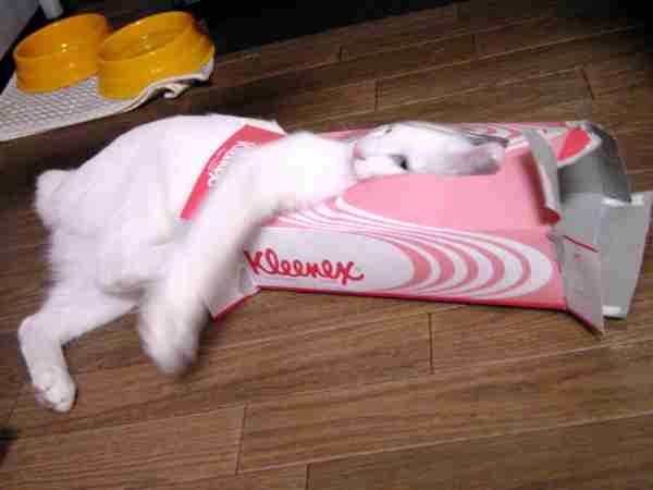 【画像】動物が隠れている画像を下さい
