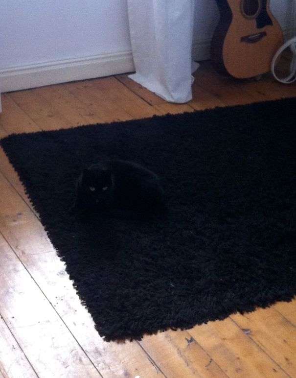 【画像】動物が隠れている画像を下さい