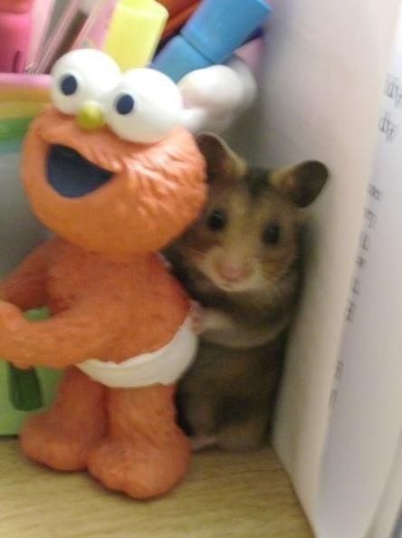 【画像】動物が隠れている画像を下さい