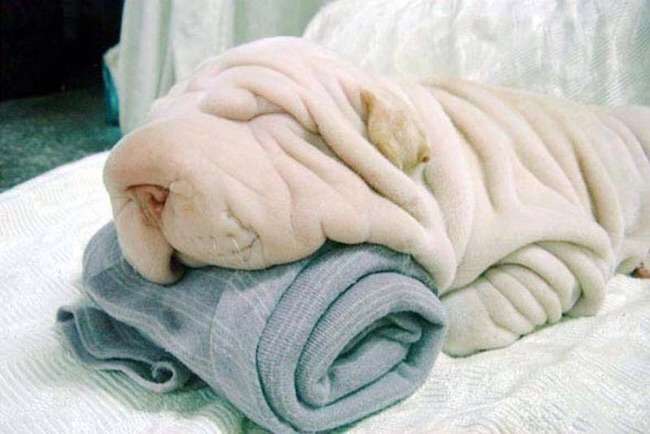 【画像】動物が隠れている画像を下さい