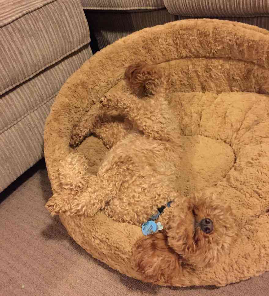 【画像】動物が隠れている画像を下さい