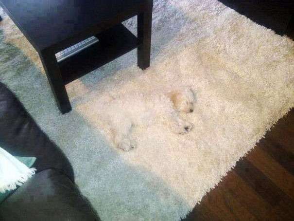 【画像】動物が隠れている画像を下さい