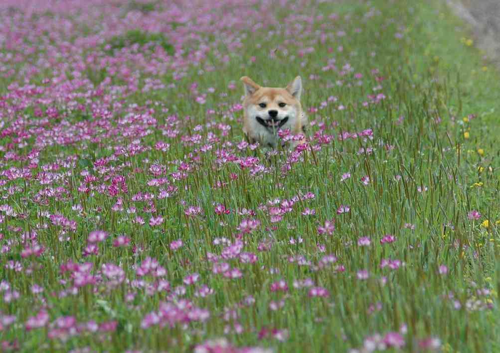 【画像】動物が隠れている画像を下さい