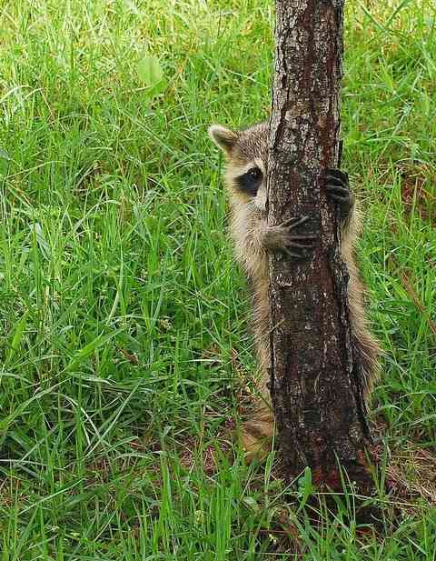 【画像】動物が隠れている画像を下さい