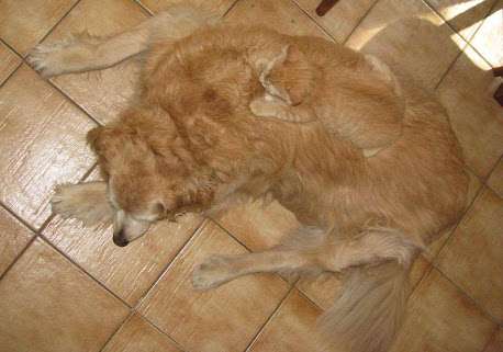 【画像】動物が隠れている画像を下さい