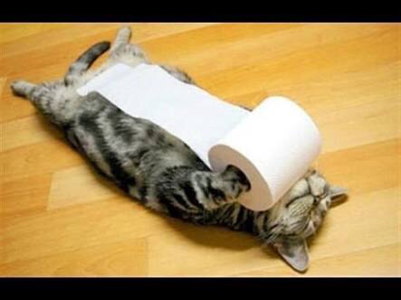 【画像】動物が隠れている画像を下さい