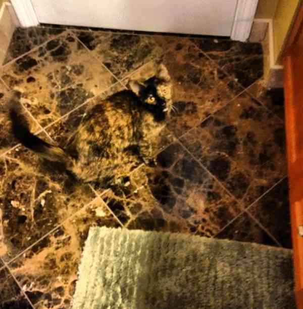 【画像】動物が隠れている画像を下さい
