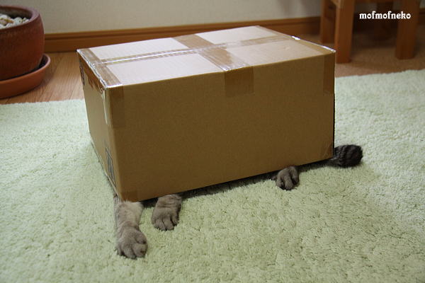 【画像】動物が隠れている画像を下さい