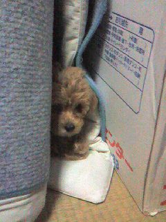 【画像】動物が隠れている画像を下さい