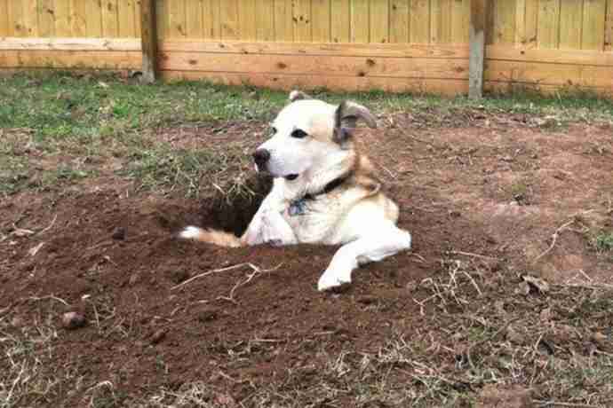 【画像】動物が隠れている画像を下さい