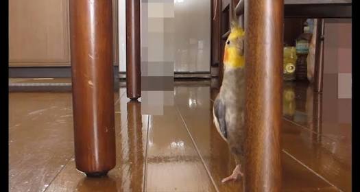 【画像】動物が隠れている画像を下さい