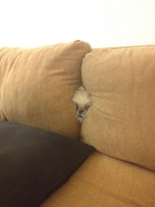 【画像】動物が隠れている画像を下さい