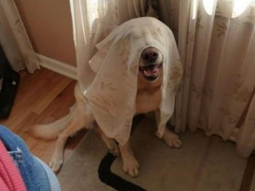 【画像】動物が隠れている画像を下さい