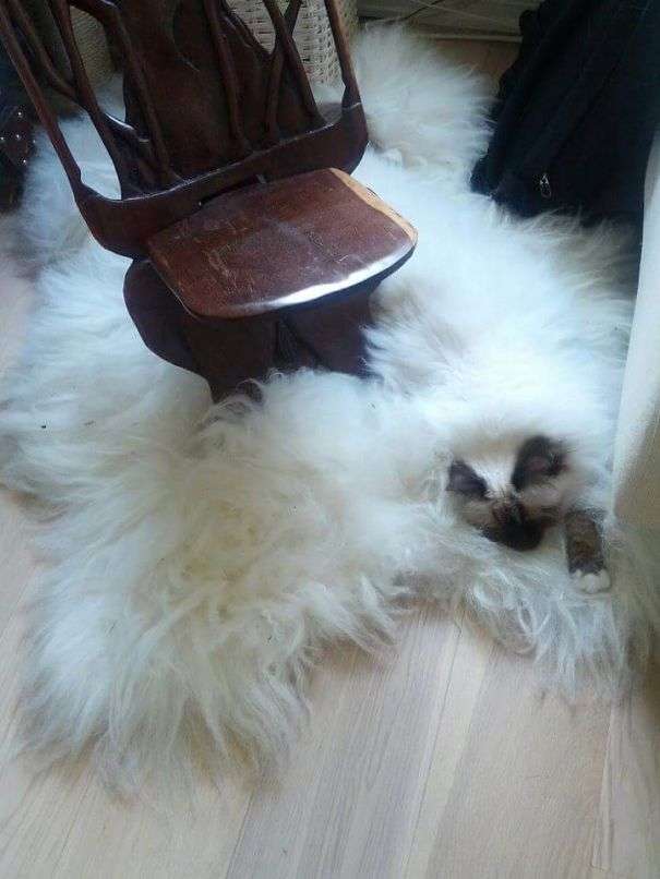 【画像】動物が隠れている画像を下さい
