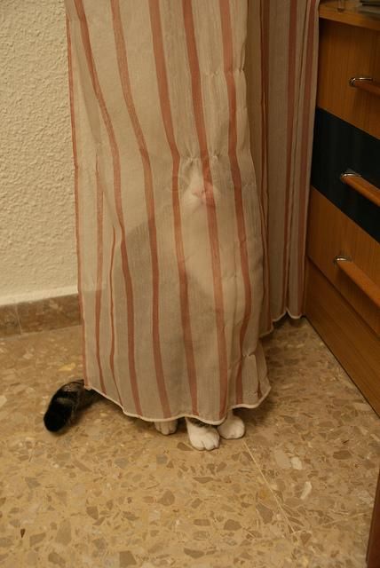【画像】動物が隠れている画像を下さい