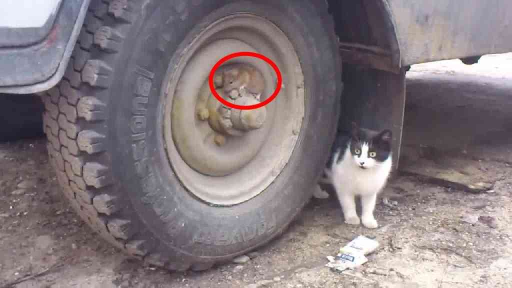 【画像】動物が隠れている画像を下さい