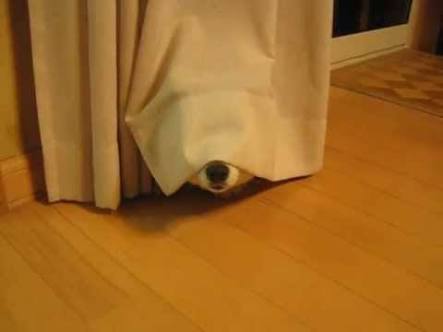 【画像】動物が隠れている画像を下さい