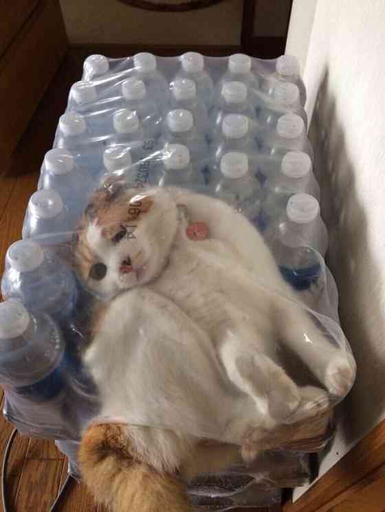 【画像】動物が隠れている画像を下さい