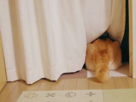 【画像】動物が隠れている画像を下さい