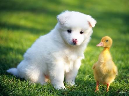 犬とネコ、飼うならどっち？