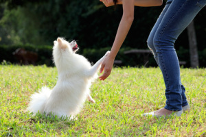 犬とネコ、飼うならどっち?